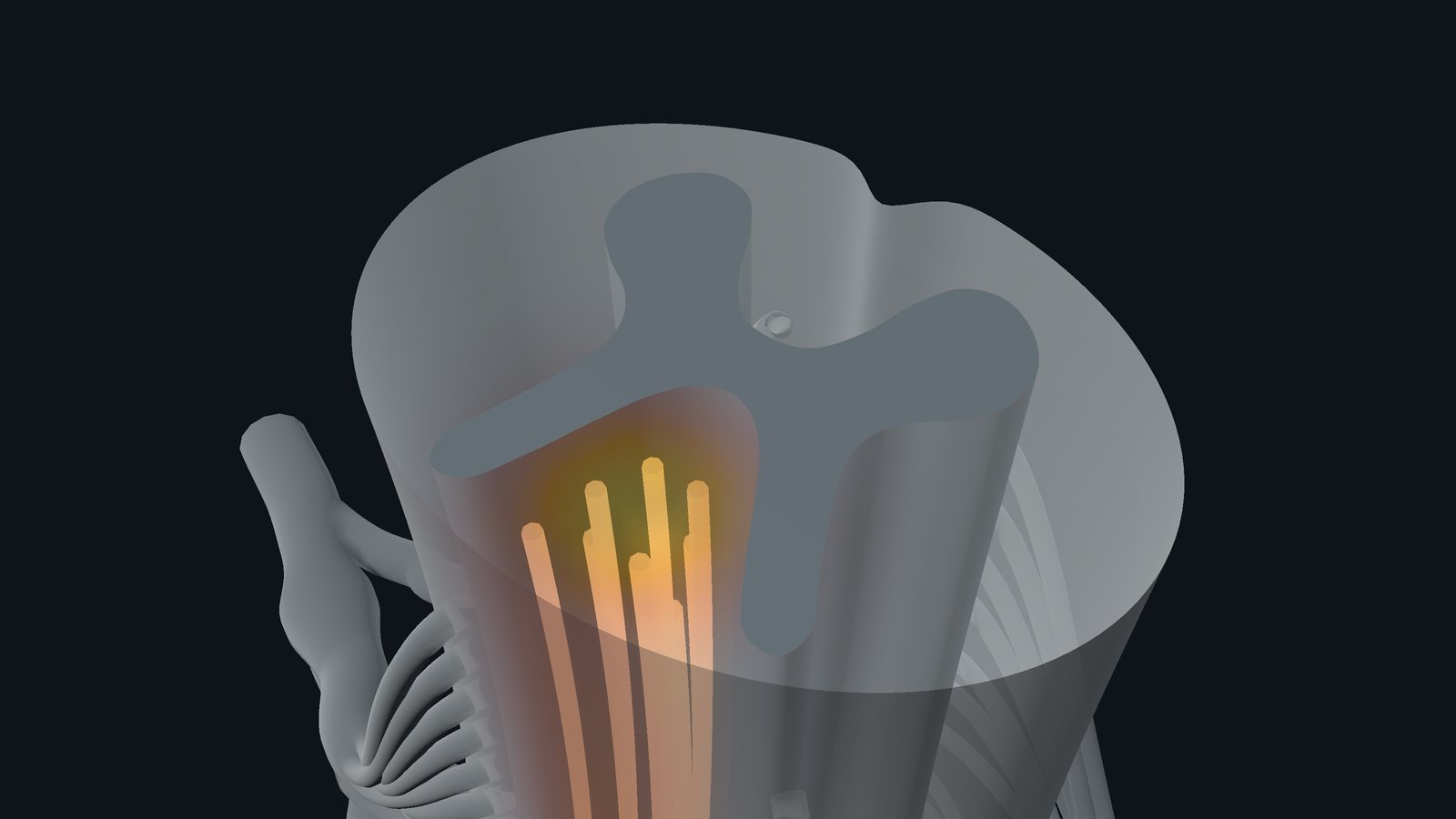 The render with effects added, a glow along the fibre tracts in the dorsal columns