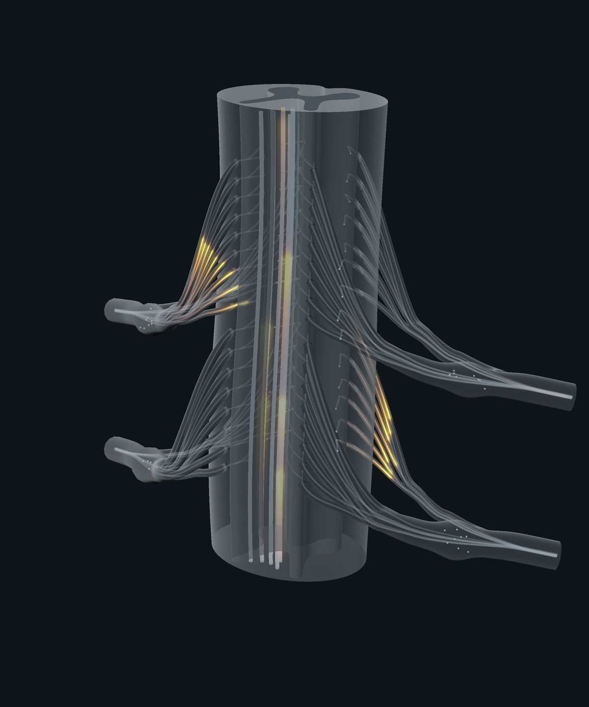 Stylized spinal cord segment, turned clear, with its rootlets gathering into the roots and signals glowing along the fibres